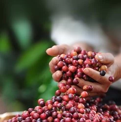 Nescafé Dolce Gusto Cappuccino Capsules - 90 Koffiecups -Koffieproducten 1190x1200 2