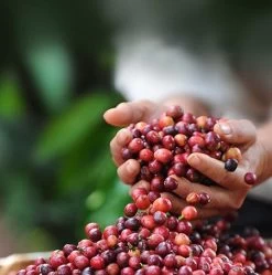 Nescafé Dolce Gusto Cortado Espresso Macchiato Capsules - 90 Koffiecups -Koffieproducten 1192x1200