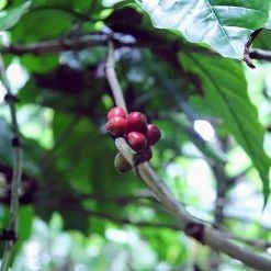 Kopi Luwak Koffie. 35 Gram Ongemalen Bonen. Direct Trade. Single Origin. The Original By Rich.Exclusive. -Koffieproducten 1200x1200 134