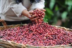 Starbucks Pike Place Medium Roast Koffiebonen - 4 Zakken à 450 Gram -Koffieproducten 1200x798 3