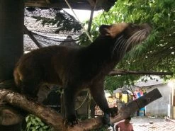 Kopi Luwak Koffie. 35 Gram Ongemalen Bonen. Direct Trade. Single Origin. The Original By Rich.Exclusive. -Koffieproducten 1200x900 2