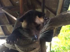 Kopi Luwak Koffie. 35 Gram Ongemalen Bonen. Direct Trade. Single Origin. The Original By Rich.Exclusive. -Koffieproducten 1200x900 3