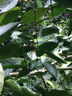 Kopi Luwak Koffie. 35 Gram Ongemalen Bonen. Direct Trade. Single Origin. The Original By Rich.Exclusive. -Koffieproducten 900x1200 1